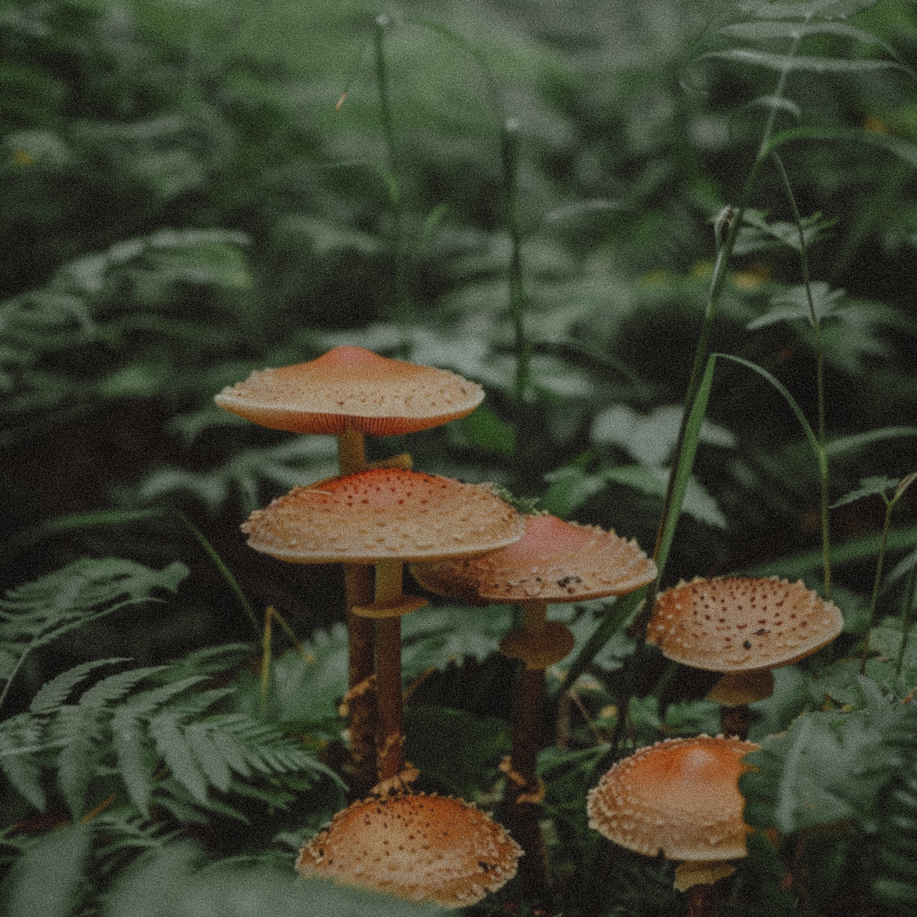 Top 5 Health Benefits of Reishi Mushrooms: Unlocking Wellness