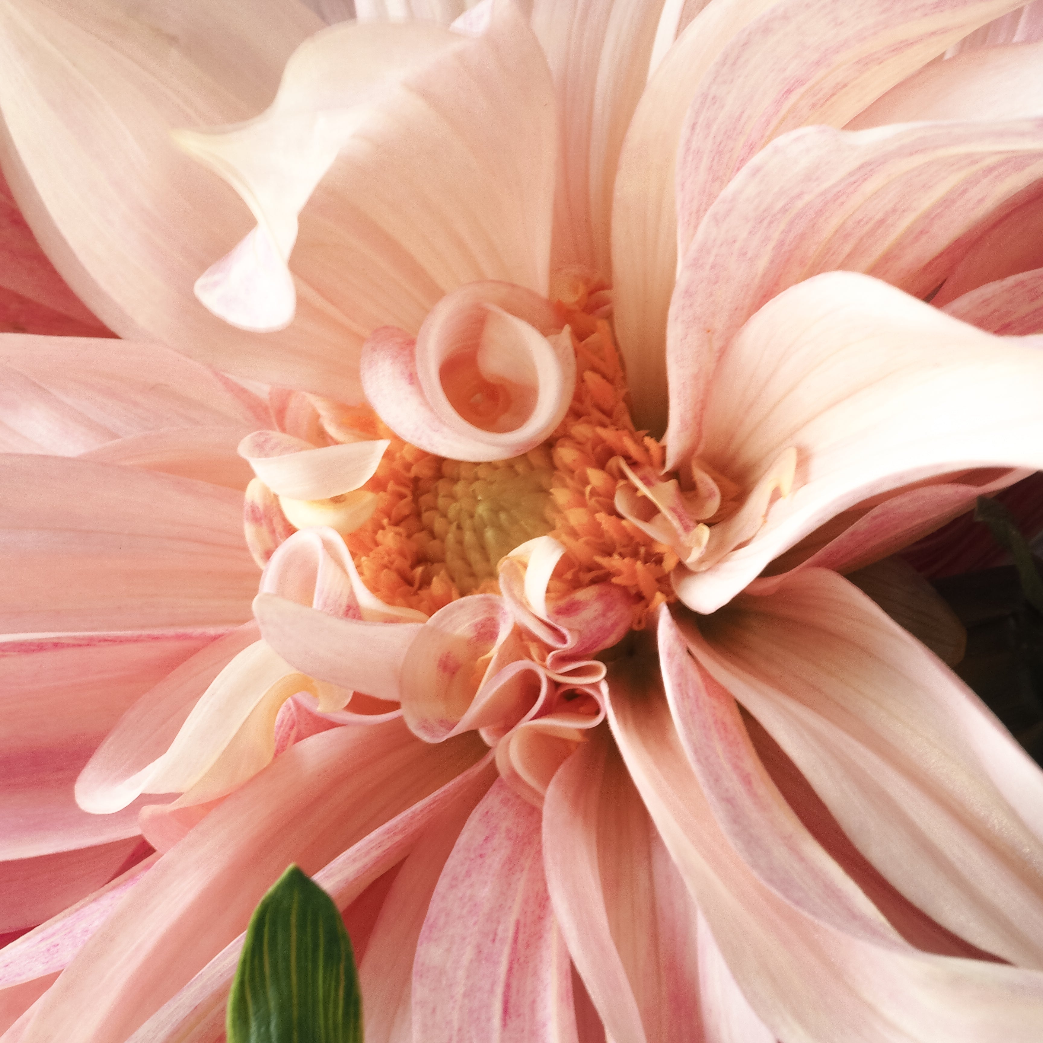 Fragrance and Hormones: Navigating the Scented Minefield for Women's Health