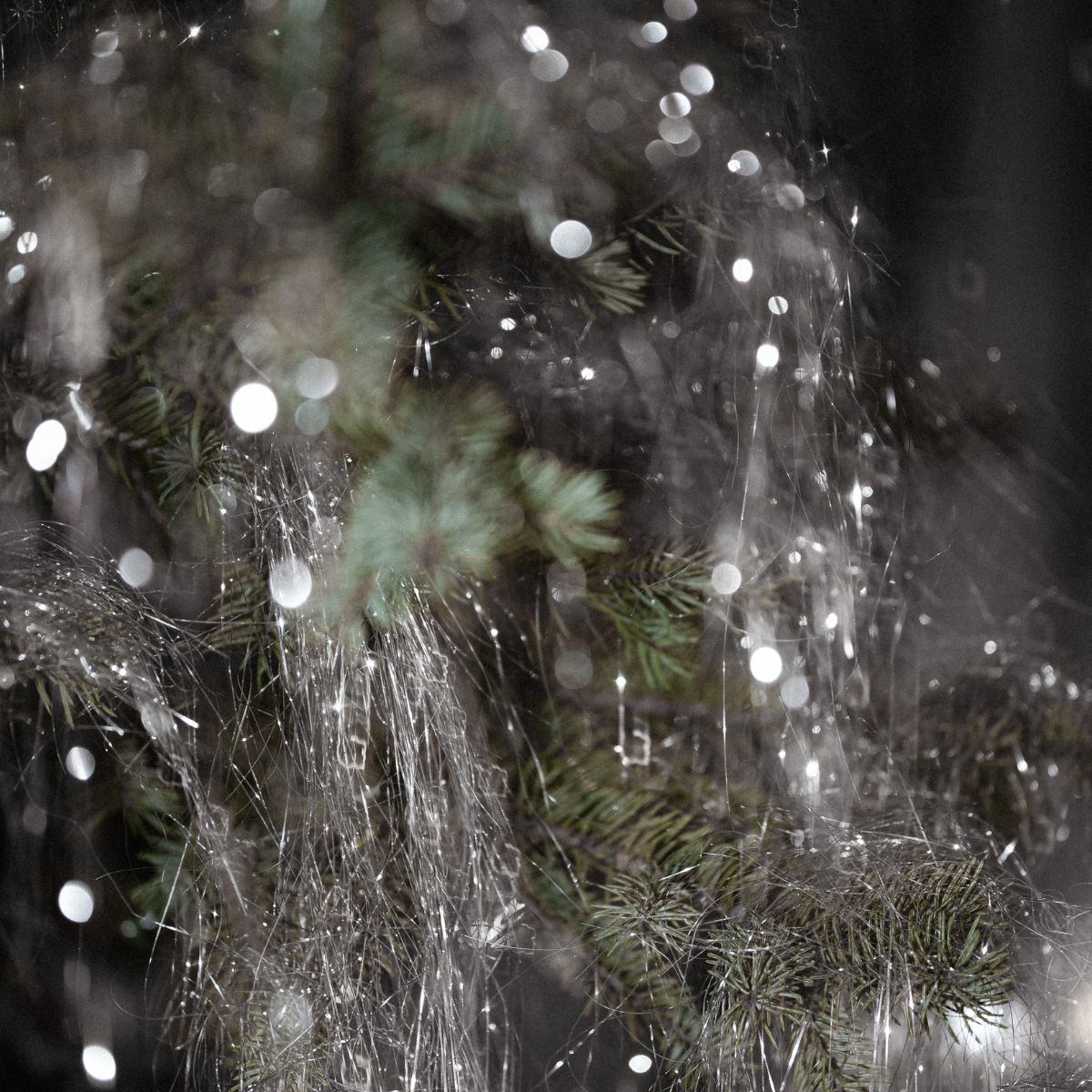 Herbal allies for the holiday season: your Naturopath's festive toolkit