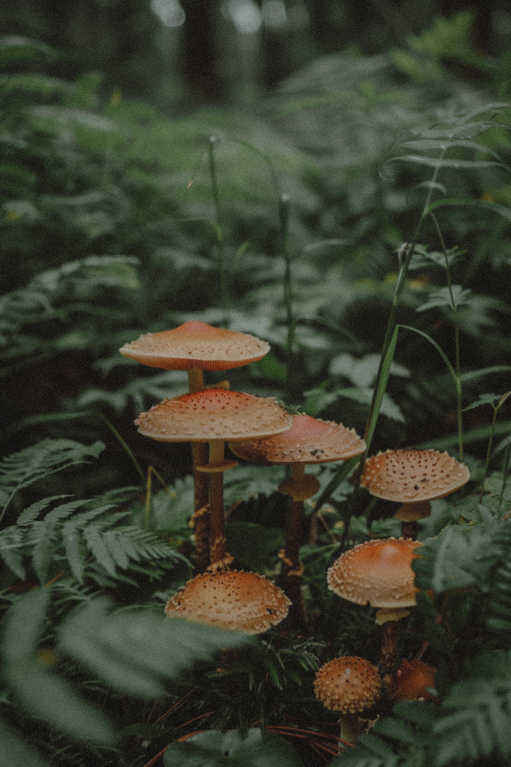 Top 5 Health Benefits of Reishi Mushrooms: Unlocking Wellness