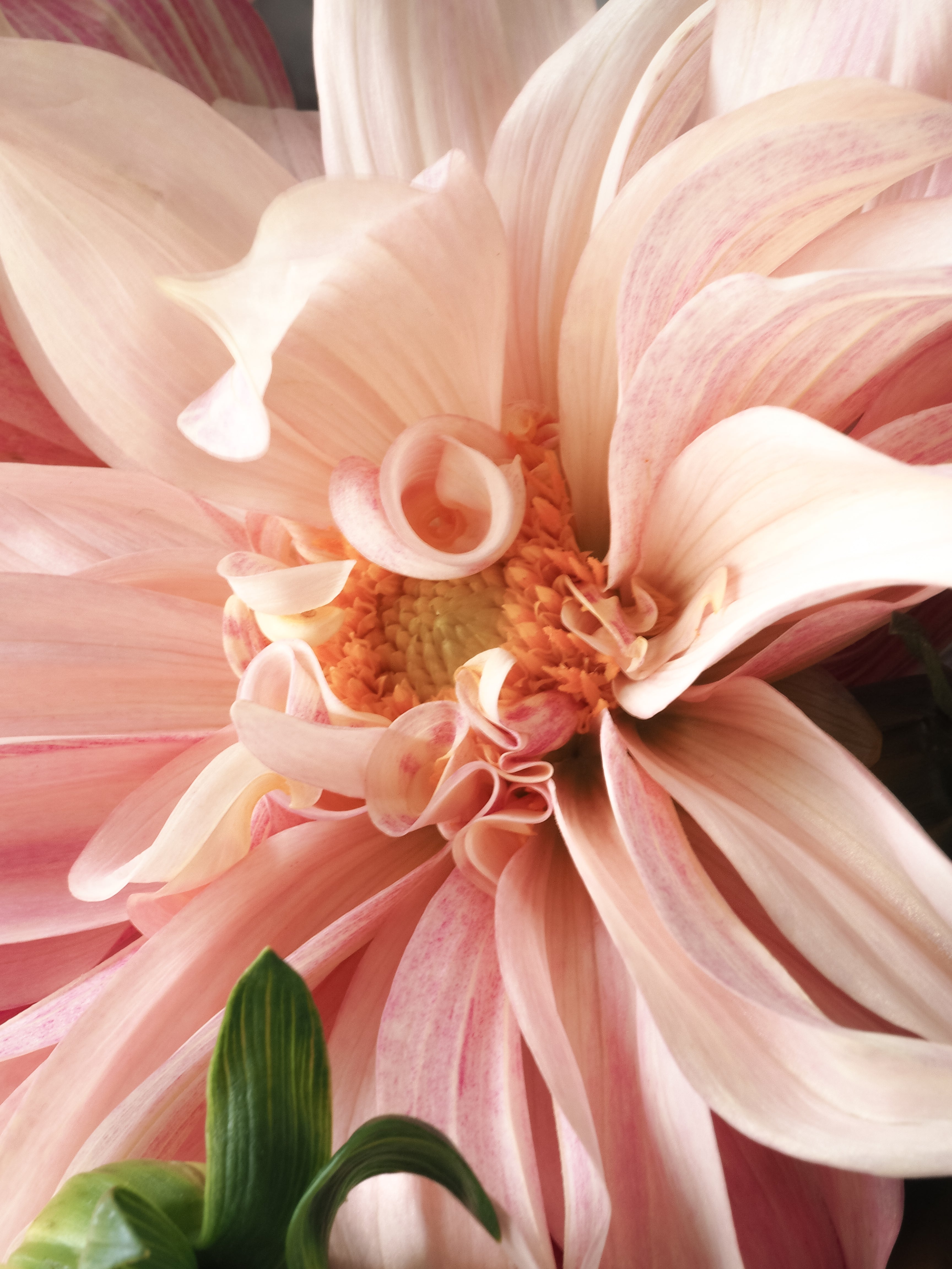 Fragrance and Hormones: Navigating the Scented Minefield for Women's Health