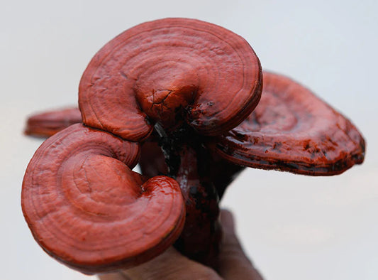 Top 5 Health Benefits of Reishi Mushrooms: Unlocking Wellness